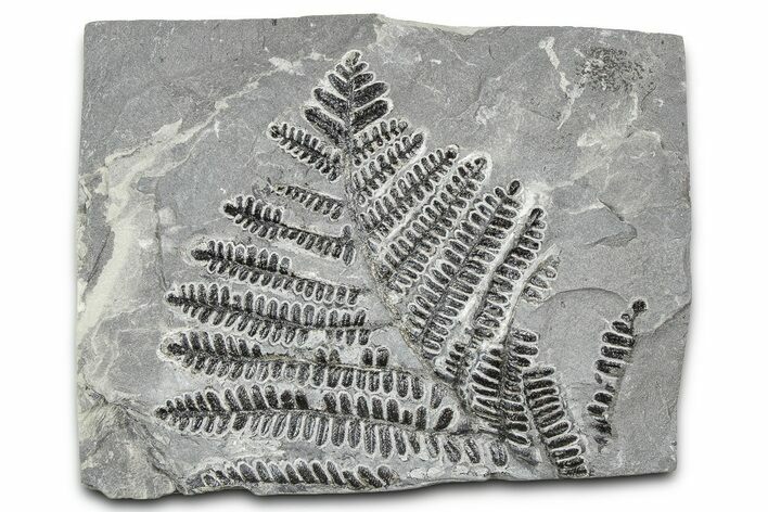 Carboniferous Fossil Fern (Pecopteris) - France #378079